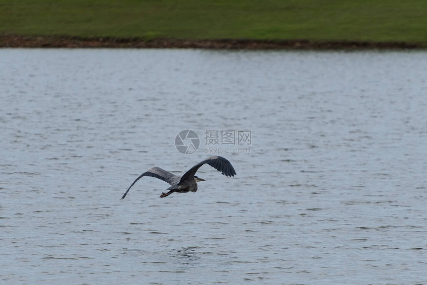 大蓝海隆在湖面上空飞得优雅向遥远的海岸线行驶时它图片