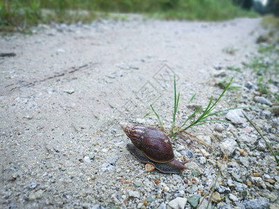 Achatinafulica蜗牛图片