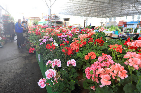 鲜花市场鲜花交换天竺葵背景图片