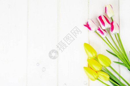白色木桌上的新鲜花园五彩郁金香工作室照片图片
