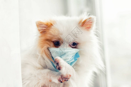 戴着医用面具的小白毛茸的狗防护穿过双腿防止过敏的概念图片