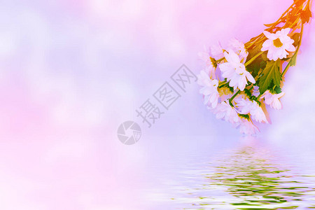鲜艳多彩的秋菊花束自然图片