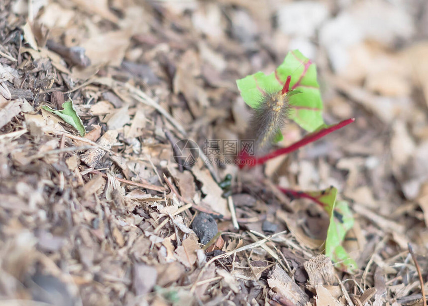 美国得克萨斯州达拉斯附近本土种植的高架床花园特写大毛虫破坏瑞士红甜菜植物有害虫侵图片