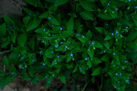 小蓝色花朵和绿叶背景水平图片