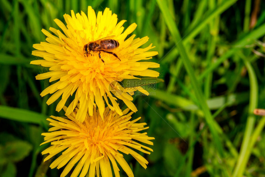 一只蜜蜂收集花蜜图片