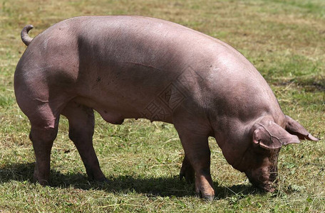 饲养家禽猪在农畜养殖的图片