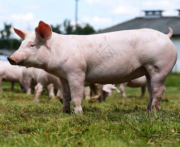 养猪殖和家猪养殖图片