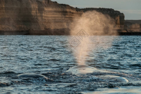 鲸鱼呼吸瓦尔德斯半图片