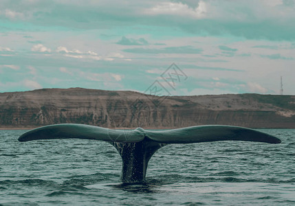 鲸鱼露尾养殖濒危物种图片