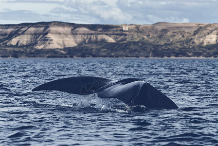 鲸鱼露尾养殖濒危物种图片