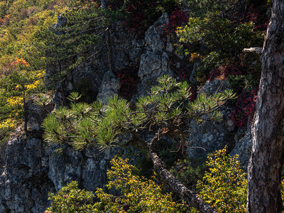 山上和岩石上的松树在阳图片