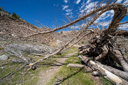 沿着20个湖泊流域的山丘一棵疯狂的死树在加州内华图片