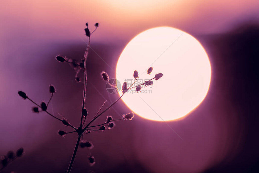 自然的日落风景花环月图片