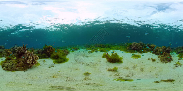 热带珊瑚礁360VR水下鱼类和珊瑚图片