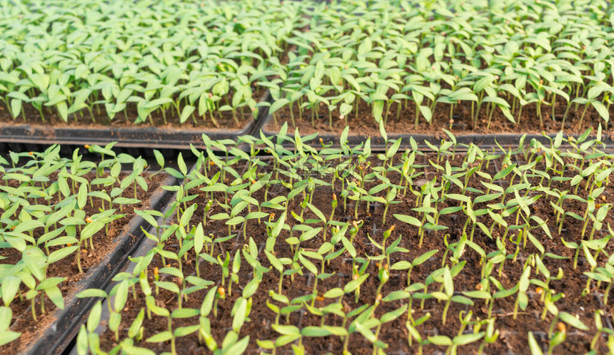 在地面温室的kachets茄子幼苗从土壤中长出的小芽农工综合体环保产品农业用地图片