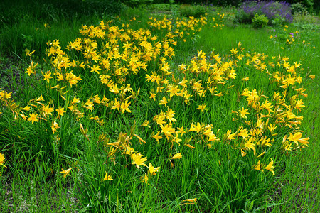 宏观照片自然开花的百合背景纹理盛开的黄色花朵百合春天开花的黄色百图片