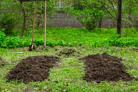 蔬菜园中两个新挖掘的种子床高清图片