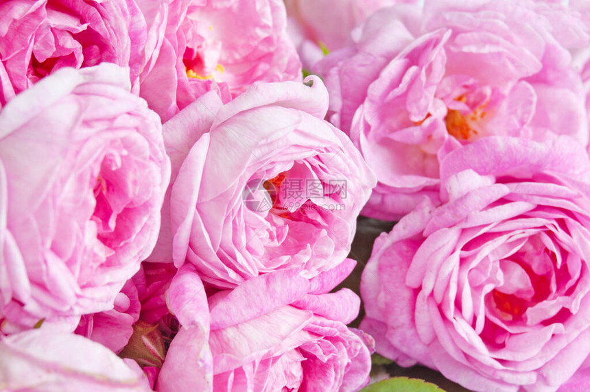 美丽的粉红色玫瑰花束特写背景图片