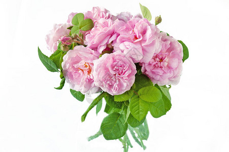 粉红玫瑰花团在白色图片
