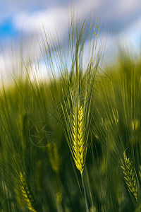 春季田野绿色小麦图片
