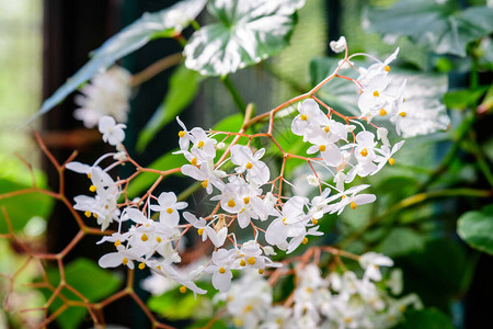 精致的小白秋海棠花与新鲜绿叶的特写图片