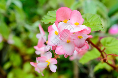 精致的粉红色秋海棠花与新鲜绿叶的特写图片