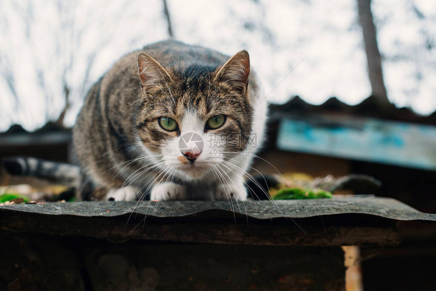 美丽的无家可归的猫在一栋被毁坏的旧房子的屋顶上保护和援助动物图片