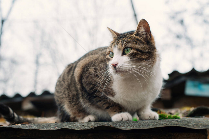美丽的无家可归的猫在一栋被毁坏的旧房子的屋顶上保护和援助动物图片