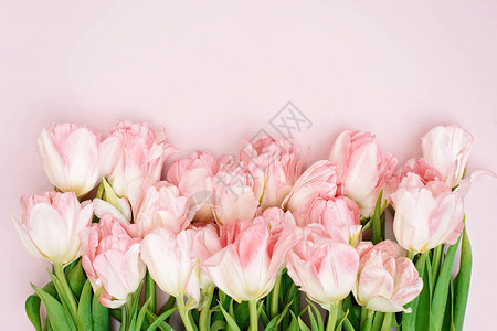 春天贺卡模板为母亲节生日复活节妇女节的粉红色郁金香鲜花的框架复制空间图片