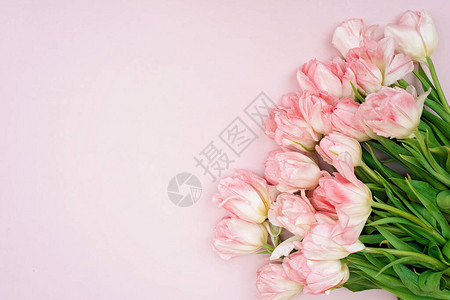 为母亲节生日复活节妇女节提供粉红色郁金香鲜花的春季贺卡模板复制空间图片