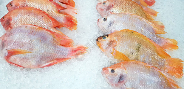 许多新鲜的罗非鱼养殖鱼在冰上放置和冷冻图片