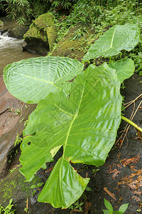 ColocasiaGigantea生长在满苔藓的巨石中雨林中茂密的植物丛印度尼西亚巴厘岛丛林深背景图片
