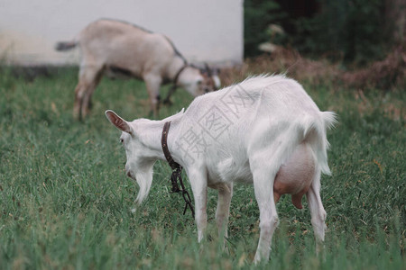 山羊在村里放牧白山羊吃绿草走遍村庄图片