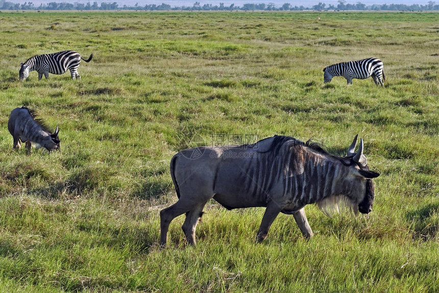 野生动物野兽和斑马在肯尼亚MasaiMara公园的热带草原图片
