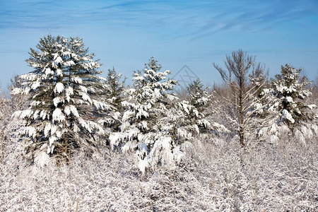 在12月的暴风雪和蓝天之后白雪覆盖了威斯康图片