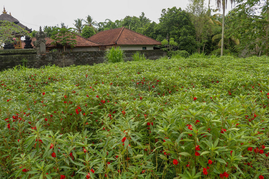 红花开绿叶凤仙香选择焦点柳条篮中的凤仙花Balsamina花这花在巴厘岛的印度教信徒作为图片