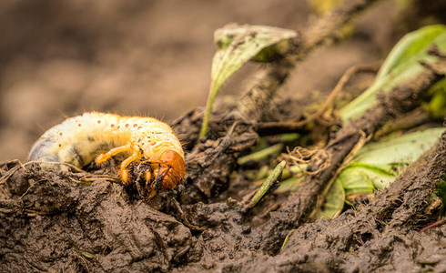 蜉蝣幼虫吃花园幼苗的根花园害虫背景图片