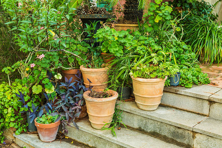 楼梯上地中海花园的植物和花盆变异情图片