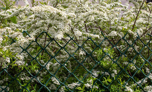 白色花朵布希春叶颜色背景图片