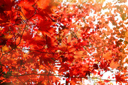 秋天的枫树花园秋天枫叶全红与温暖的秋天太阳图片