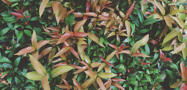 美丽的红黄绿叶灌木图片