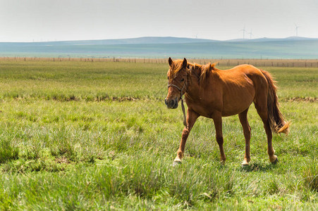 在内陆蒙古草原放牧图片