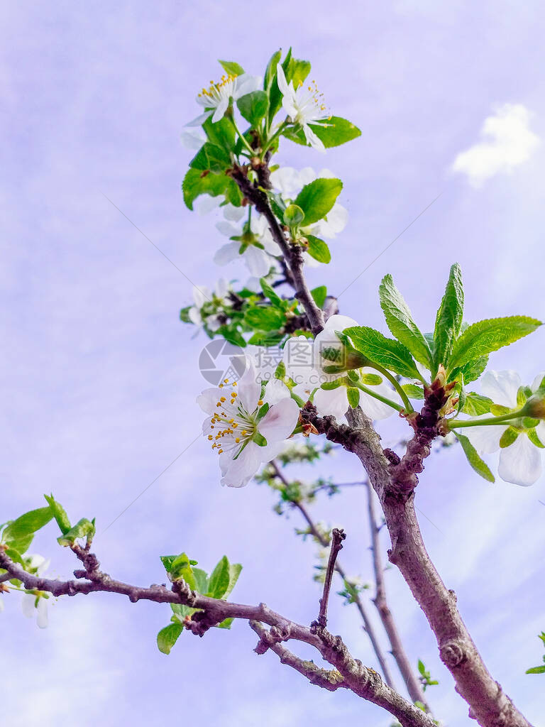 春天的杏花绝世映衬着蓝天杏枝盛开春天的概念白色花图片