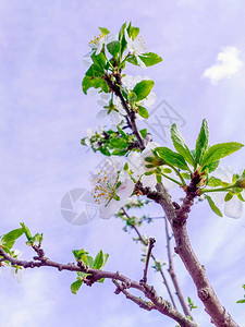 春天的杏花绝世映衬着蓝天杏枝盛开春天的概念白色花图片
