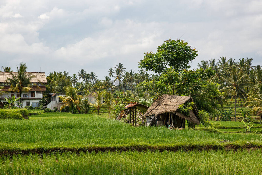 亚洲农场有稻田和背景棕图片