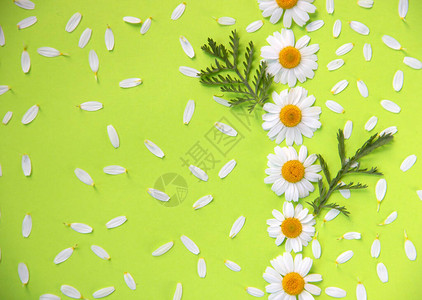有创意的平面结构由盛开的甘菊和白花瓣组成春夏概念自然背景顶层视图片