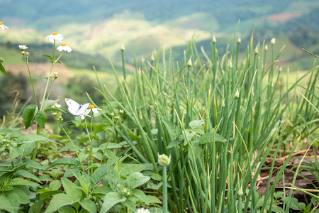 一只可爱的小蝴蝶在山上放白花新鲜图片