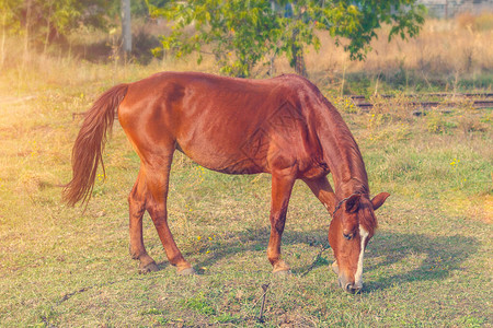 非常瘦的马吃草健美图片
