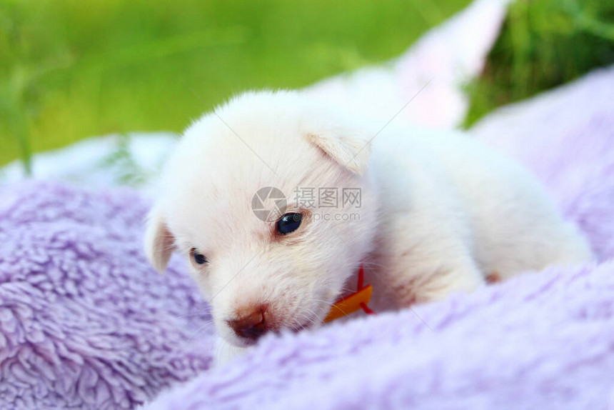 白色小狗在自然的床垫上图片