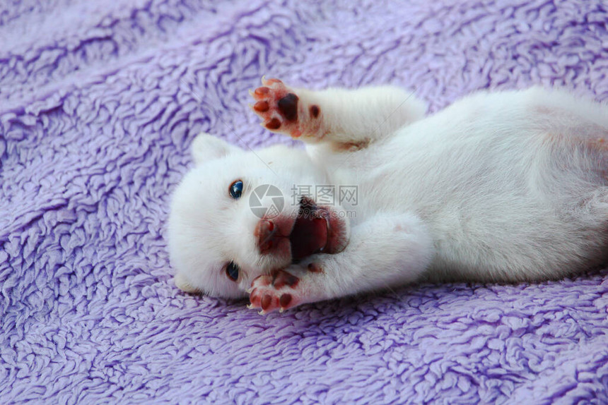 白色的小狗躺在床垫上图片